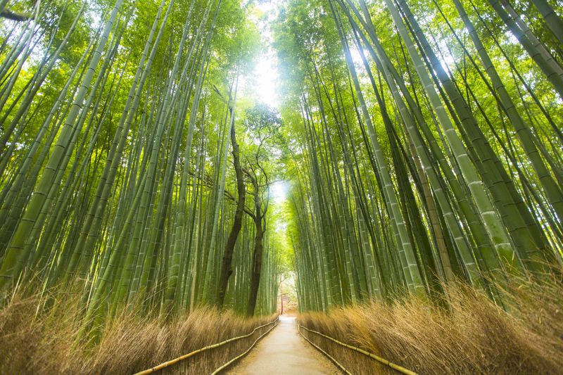 Arashiyama_Bamboo_Forest_160212-100