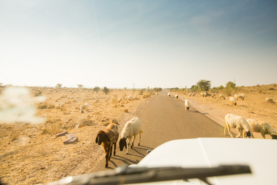 Jaisalmer_Camel_Safari_141202-114