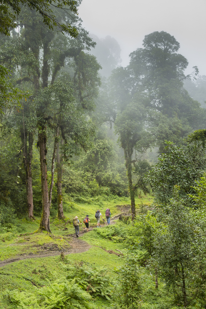 Trekkers hiking through green forest of Annapurna, Nepal. 